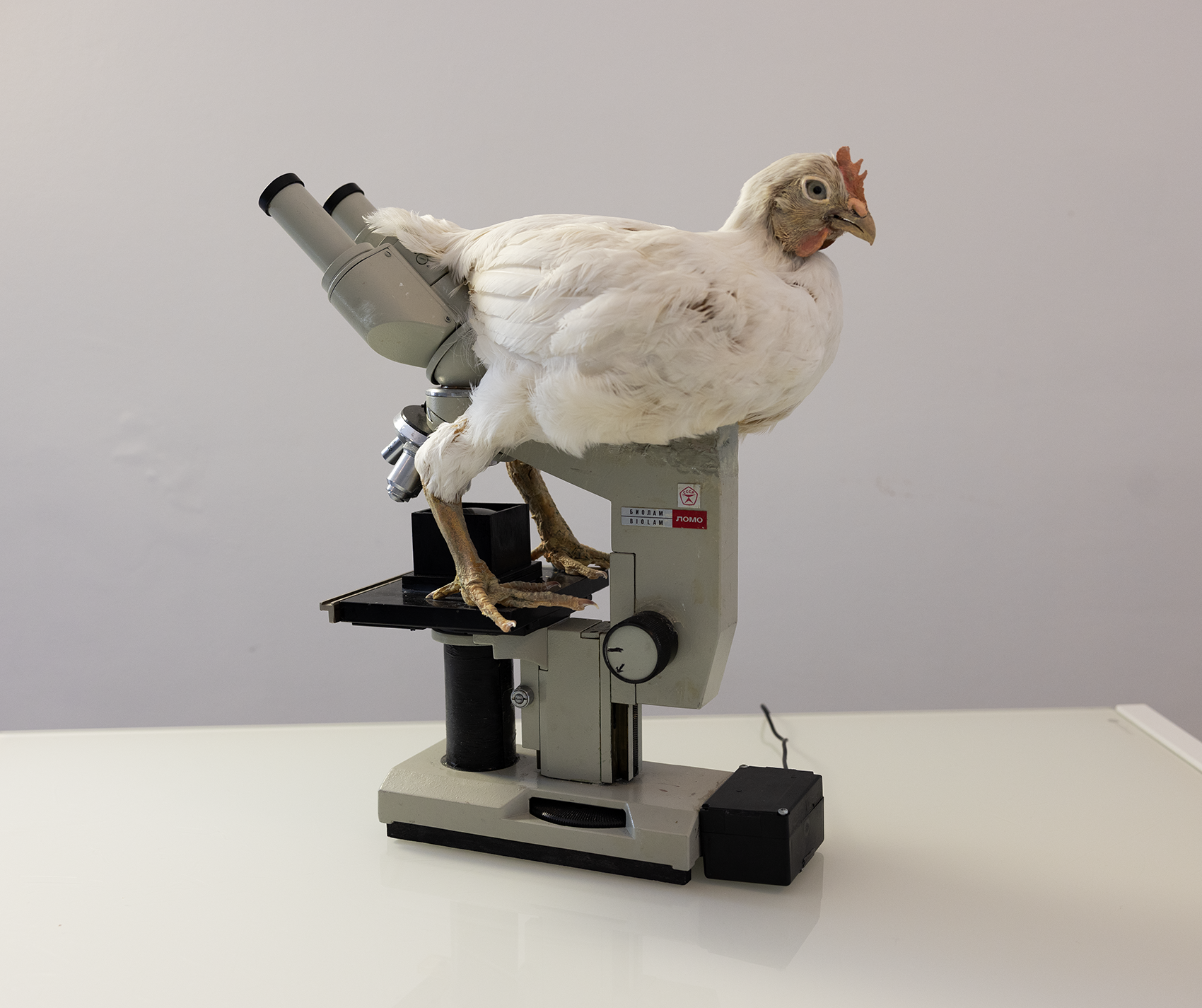 Broiler Cosmology