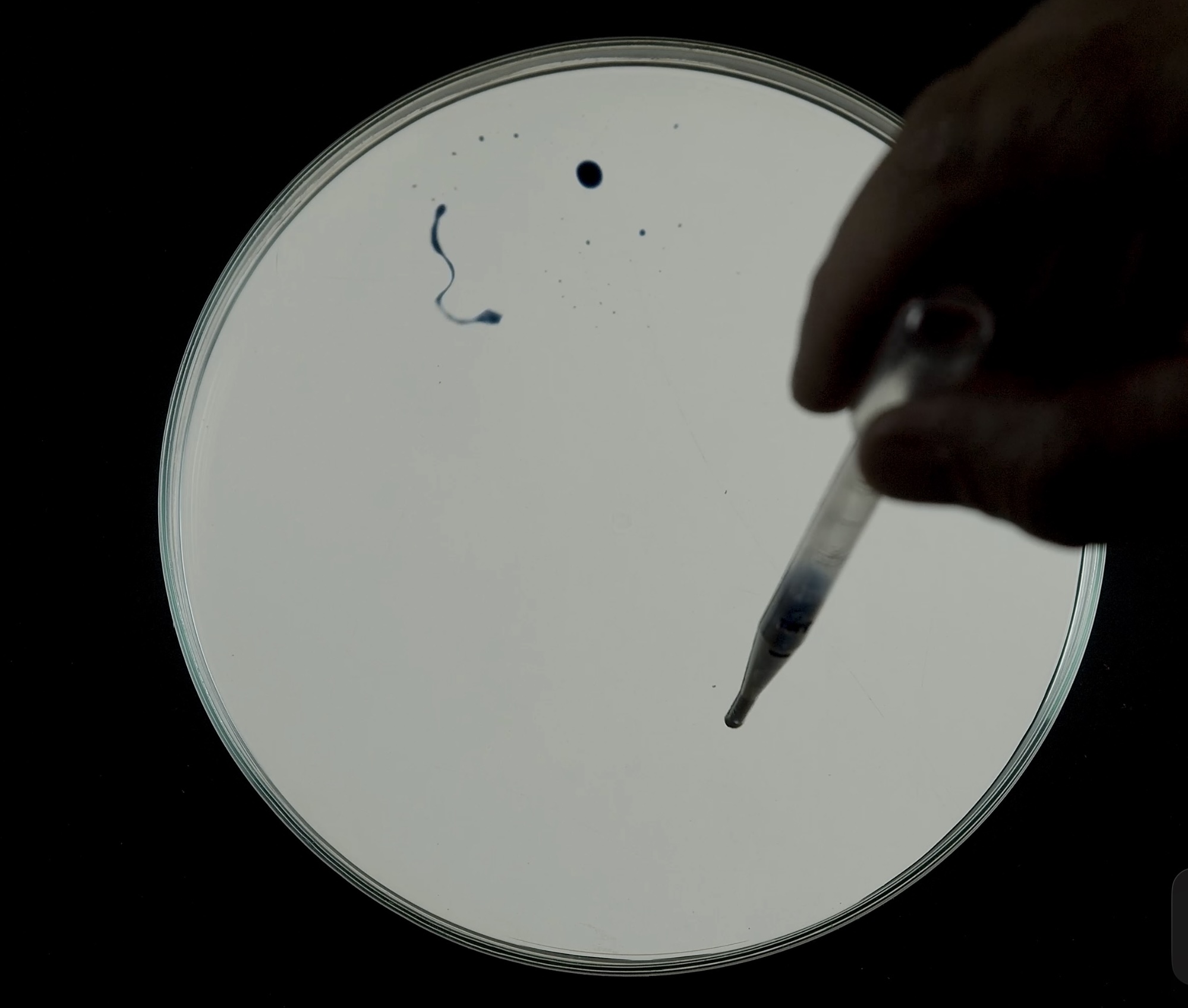 16 Minutes in a Petri Dish